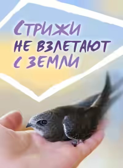 Аудиокнига Стрижи не взлетают с земли — слушать онлайн бесплатно