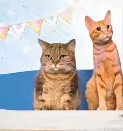 Аудиокнига Юнга с эсминца «Оголтелый» и другие истории про котов — слушать онлайн бесплатно