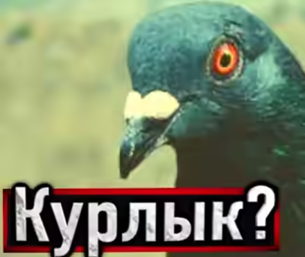 Аудиокнига Голубь — слушать онлайн бесплатно